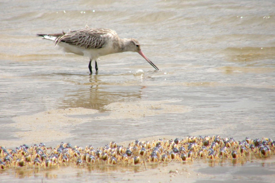 Bar-tailed Godwit (Limosa lapponica)